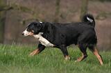BOUVIER D'APPENZELL 069